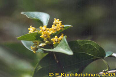 Gymnema sylvestre